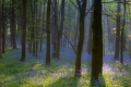 01 Morning Sun in Bluebell Wood_Mike Loose