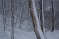 02 Birch trees in the snow_David Eckland