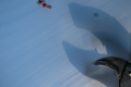 Amanda-Culley_In-the-shadow-of-Jaws