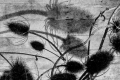 Vanessa-Lacey_Teasel-shadows