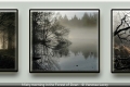 Vanessa Lacey_Misty morning in the Forest of Dean