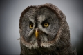 George Purchase_Great Grey Owl