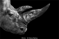 Steve Bailey_Rhino